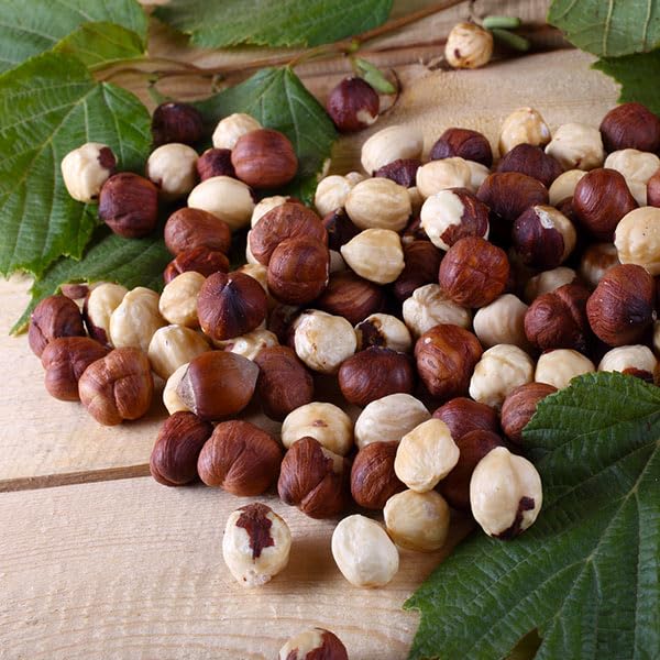 Brighter Blooms - American Hazelnut, 2-3 Feet - Live Plant - No Shipping to AZ, CA, OR, WA