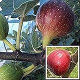 200 Stücke Feige Samen Gartenarbeit Pflanzen Indoor Unverzichtbare Feigenbaum Samen Im Garten Urlaub Dekorationen Und Für Freunde Familie Und Gärtner