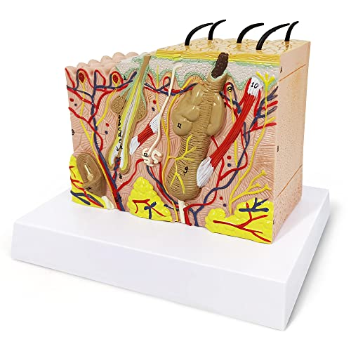Image of Skin Anatomical Model, 35X Enlarged Skin Layer Structure Model with Hair