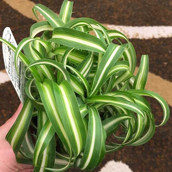 Amazon｜オリヅルラン：ボニー2.5号ポット 2株セット[くるくる