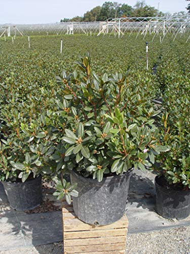 Live Plant, Rhododendron X `Pjm Elite` Evergreen Lavender Flowers, 3-Gallon Fully Potted Plant Bush From Green Promise Farms #TOP2
