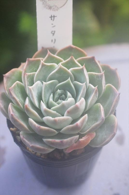Amazon｜サンタリナ＊多肉多肉植物エケベリア1点モノ｜観葉植物