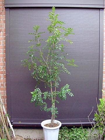 Amazon｜シマトネリコ 株立ち 全長180CM前後 10号 鉢植え｜観葉植物