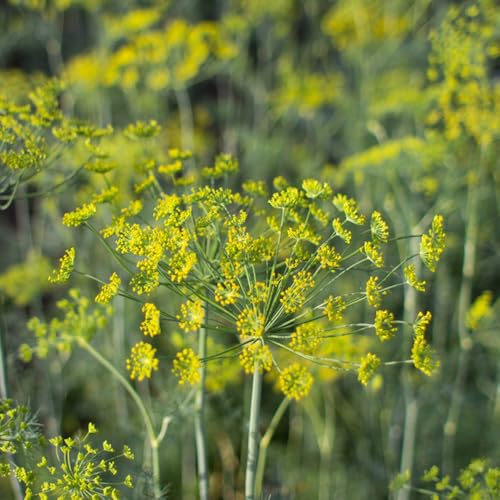 semi di aneto resistente - aiuole rialzate giardino 300pcs