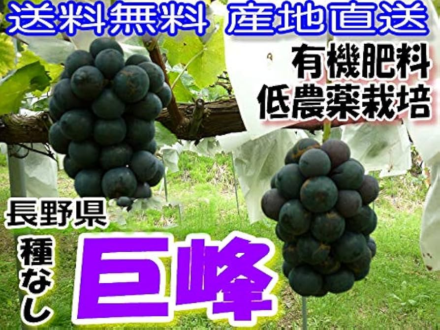 Amazon.co.jp: 低農薬 種なし 巨峰 ぶどう 約1.8kg 小粒3~4房入