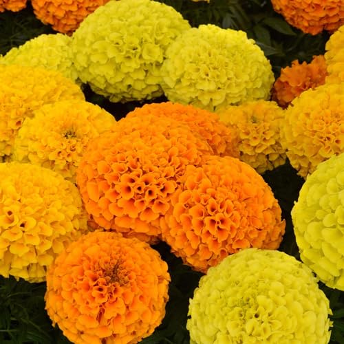 Image of Perfect Plants - African Marigold Plants Mixed Colours - 6 Pack Bedding Plants - Garden Ready Plants