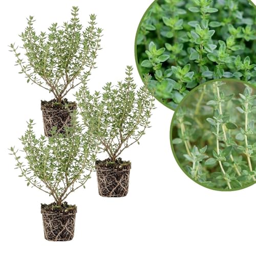 Combo 3 English Thyme Live Plant 4-7 Tall Thyme Plant Live Fragrant Culinary Herb Plants for Indoor & Outdoor Growing No Pot