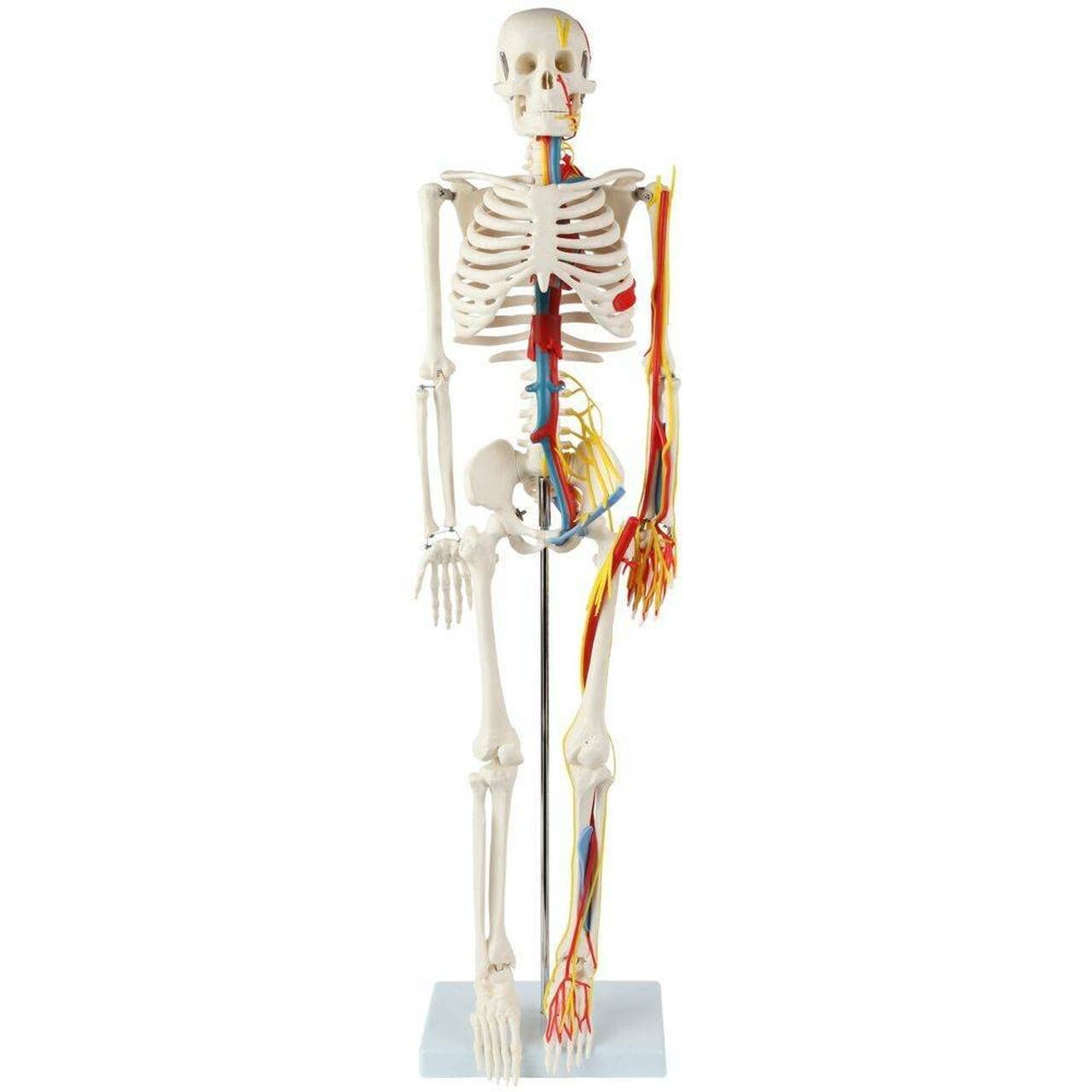 Miniature 35" Skeleton with Nerves, Veins and Arteries (B0B4P87C4S) Amazon Price History, Amazon Price Tracker