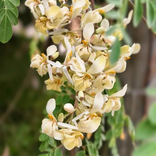 comprar semillas de árbol de moringa - plantas de jardín plantas en maceta resistentes Semillas de bonsái, plantas de jardín semillas de pasto de abejas perennes plantas de balcón en 50pcs