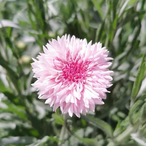 semillas de aciano, perennes resistentes. jardín, perenne, para balcón cama elevada, 800pcs