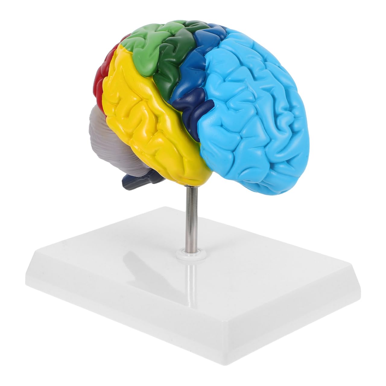 VALICLUD Modello del cervello a grandezza naturale Modello anatomico Destro Cervello Per Formazione Medica E Studi Anatomici Aree contrassegnate Strumento di apprendimento indispensabile