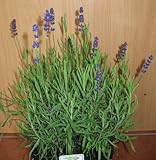 Plantenwelt Wiesmoor