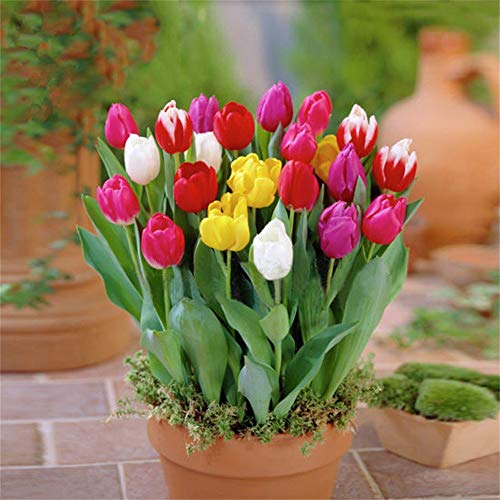 Tulip Bulbs-Romantic purple flowers, wonderful gardening planting flowers, surprise Valentine's Day gifts-40 Bulbi:Seeds only