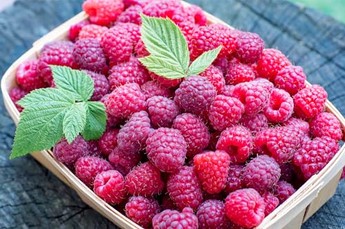 1200+ Mix Fruit Seeds Berry Seeds for Planting (9 Varieties) Heirloom Strawberry Raspberry Mulberry Apple Orange Blueberry Lemon Elderberry Cherry Seed for Home Garden - Thumbnail 6