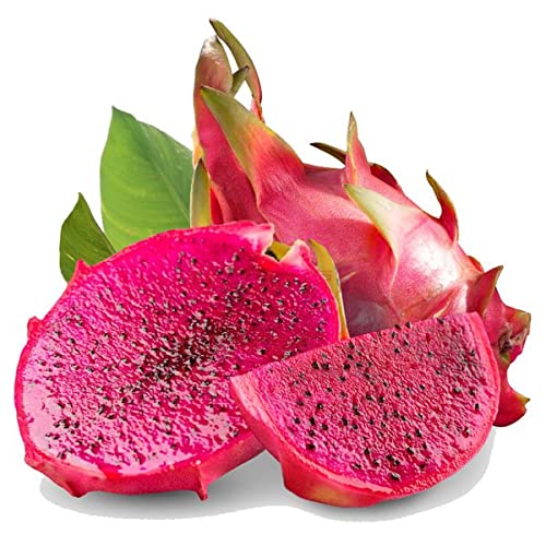 M-Tech Gardens Dragon Fruit (Red) Live Fruit Plant