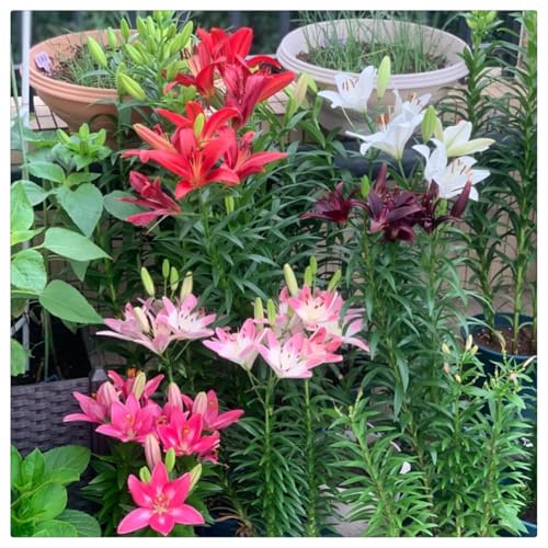 Lirio asiático. Bulbos de lirio, una decoración brillante para el jardín, ideal para plantar bulbos perennes y para cultivar en maceta-4bulbos-D