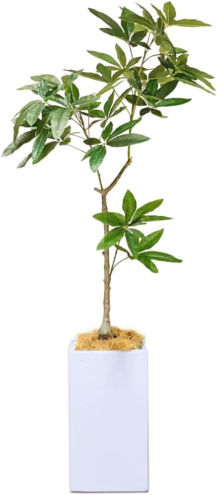 光触媒 人工観葉植物 ウォールグリーン フェイクグリーン カポック斑入