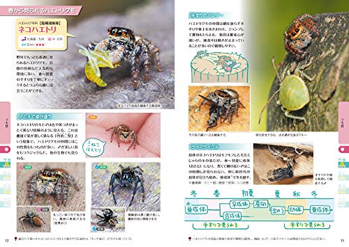 第33話 ナナフシ不思議 ナナフシモドキの飼育 ヨッしぃの身近な生き物