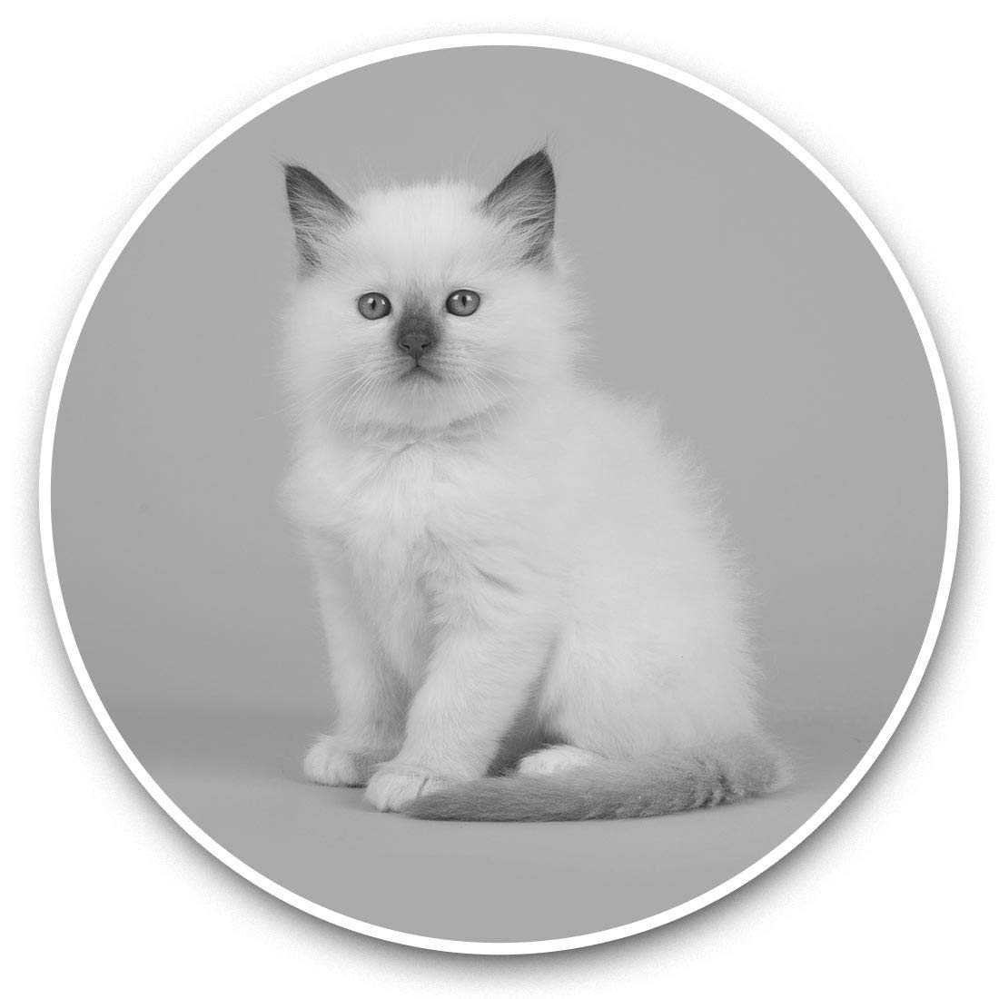 Destination Vinyl Ltd Bw White Baby Ragdoll Kitten Cat 42516 2 X 15Cm Vinyl Stickers - White Baby Ragdoll Kitten Cat 42516