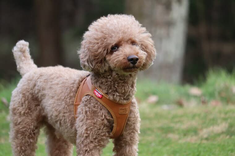 Curli Apple Hundegeschirr aus Leder, Braun/Größe S