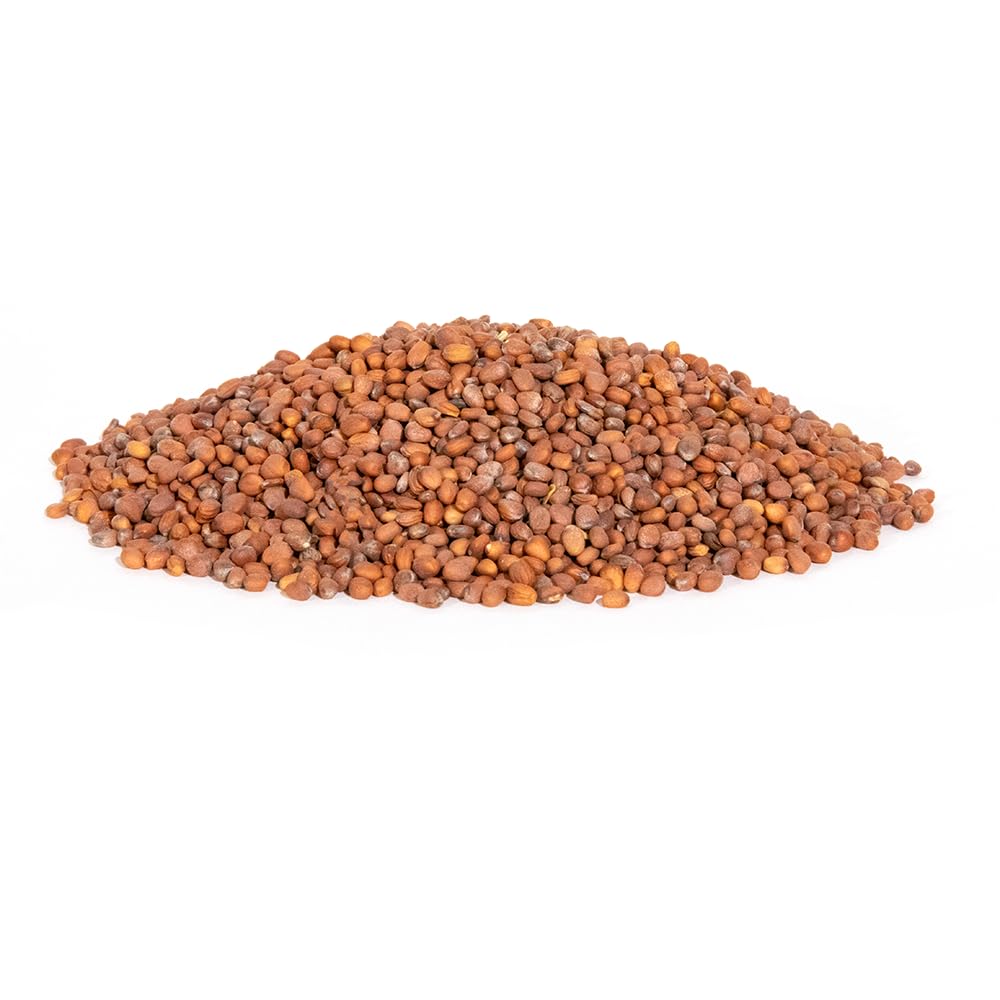 Whitetail Institute Ravish Radis Deer Graines de parcelle alimentaire annuelle à haute production pour attirer et retenir les cerfs tout au long de l'automne et de l'hiver, 1,1 kg (0,25 acre)