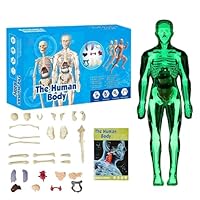 Human Body Skeleton Model Kits, 29 Piece Anatomy Figure, Glow in The Dark Bones Interactive Science Kit, STEM Educational Toys for Boys and Girls, Halloween Physiology Gifts for Kids Ages 6+