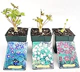 POWERS TO FLOWERS