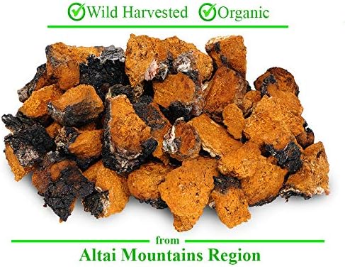 Miniatura 3 de Trozos orgánicos de hongos chaga siberianos de la región de las montañas de Altai 1 lb (453G)