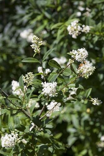 Liguster PlantaPro Ligustrum vulgare ‚Atrovirens‘ 30-50 cm