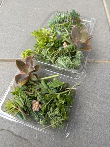 多肉植物 寄せ植え セット」の人気商品一覧 | 安い商品を通販サイト