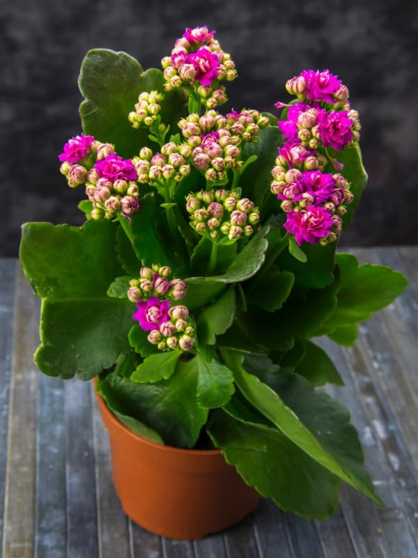 Kalanchoe live plant with flower combo (Pack of 1 Healthy live plant)-image-24