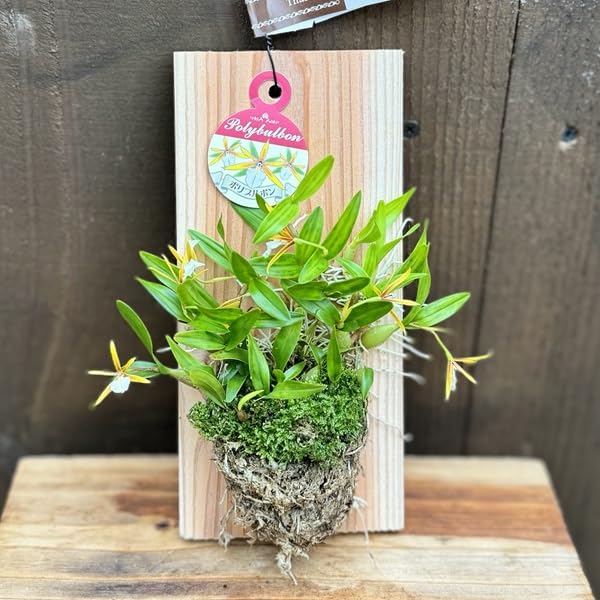 Amazon｜おしゃれ 観葉植物 ポリブロポン：ディネマ ポリブルボン*板付