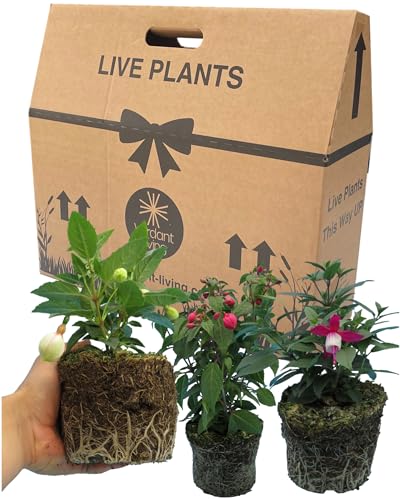 Fuchsia 3 Large Garden Ready Plants - Well Rooted & Established 1ltr Pot Size Bedding to Plant Now Adding Flower Colour to Containers Baskets Patios & Beds. Three Colour Mix by Verdant Living