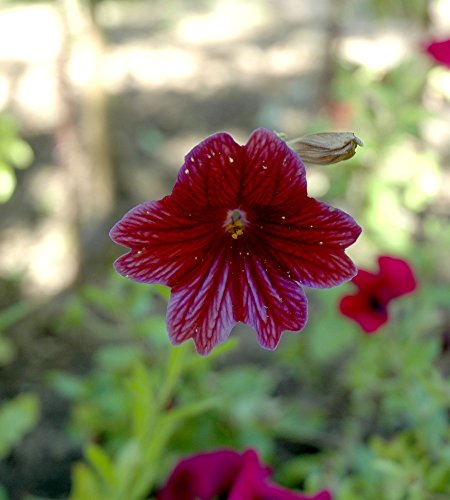 25 Chilean Black Painted Tongue Salpiglossis Sinuata Paisley Flower Seeds #TOP3