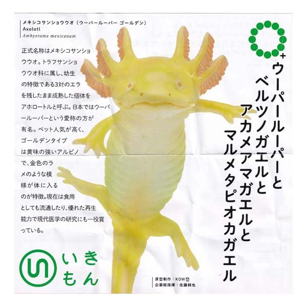 ウーパールーパー様 Amazon | ウーパールーパーとベルツノガエルとアカメアマガエルと