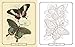 Beautiful Butterflies Coloring Book (Sirius Classic Nature Coloring)