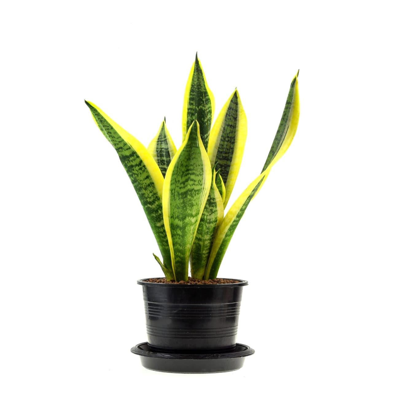 shyam greenhouse Snake Plant Sansevieria, Indoor Potted Plant with Black Planter, Yellow-Edged Green Leaves-image-13