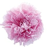 プリマヴェーラ プリザーブドフラワー カーネーション シルキーピンク 6輪入