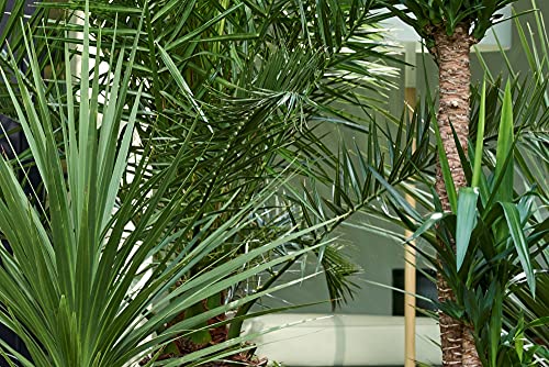 Phoenix 'Canariensis' per 2 stuks | Canarische dadelpalm - Winterhard - Buitenplant in kwekerspot ⌀15 cm - ↕60-70 cm - Afbeelding 6