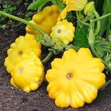 25 Yellow Bush Scallop Summer Squash Seeds for planting. Non GMO and Heirloom. 2.5 grams of seeds. Garden Vegetable Survival