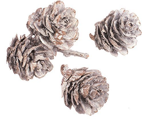 I veri pigne piccolo 3- 4 cm, Bianco, 50 G