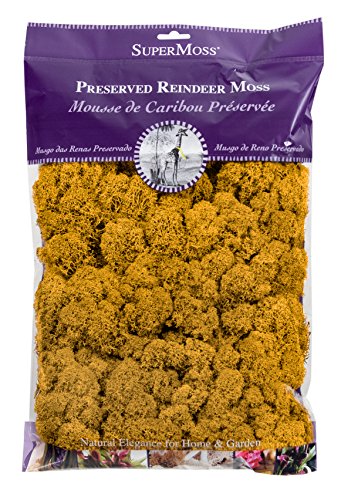 SuperMoss (23153) Reindeer Moss Preserved, Mango, 8oz