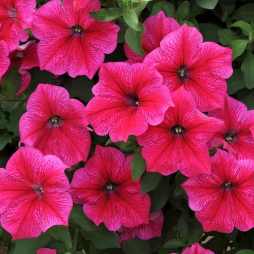 Buy4seeds Petunia Nana COMPACTA Rose of Heavens Pink 600 Seeds Easy to Grow