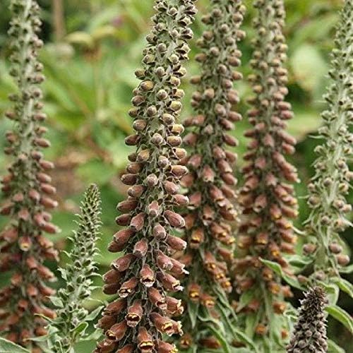 Amazon Co Jp 花壇 ジギタリス ミルクチョコレート 2株セット イングリッシュガーデン Diy 工具 ガーデン