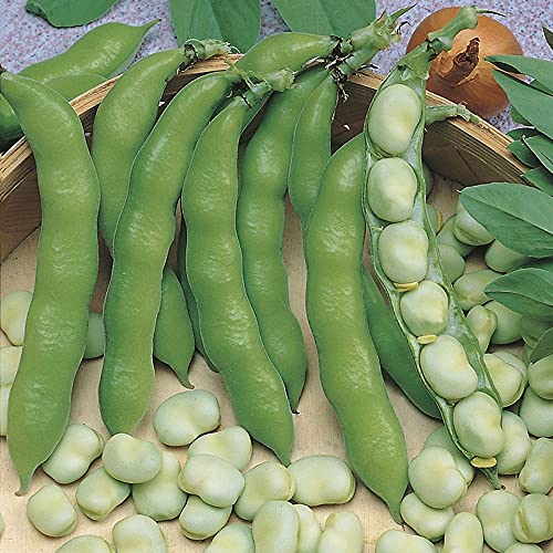 Image of Mr Fothergills - Vegetable - RHS Broad Bean Suprifin - 50 Seeds