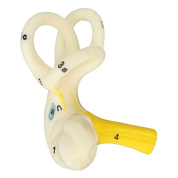 Ear Semicircular Canal Model, ANGGREK Ear Semicircular Canal Anatomical Magnification Ear Internal Structure Model Inner Ear Cochlea Model