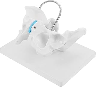 Baluue Teaching Maternal Midwifery Model Female Midwifery Training Model Pelvis Baby Head Model Model for Teaching Clinic