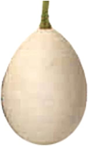Semillas de calabaza de huevo blanco (más de 20 semillas) Sin OMG Semillas de flores de frutas vegetales para plantar Paquete de invernadero para Semillas de calabaza de huevo blanco (más de 20 semillas) Sin OMG Semillas de flores de frutas vegetales para plantar Paquete de invernadero para