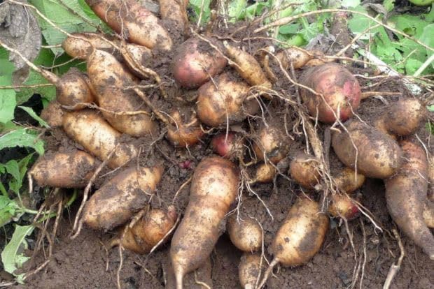 New Fresh 30pcs Yacon Vegetable Seeds Generic
