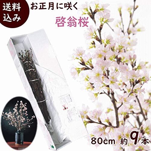 花の咲かない時期の桜の木の見分け方 トゥインクル シンガポール上陸